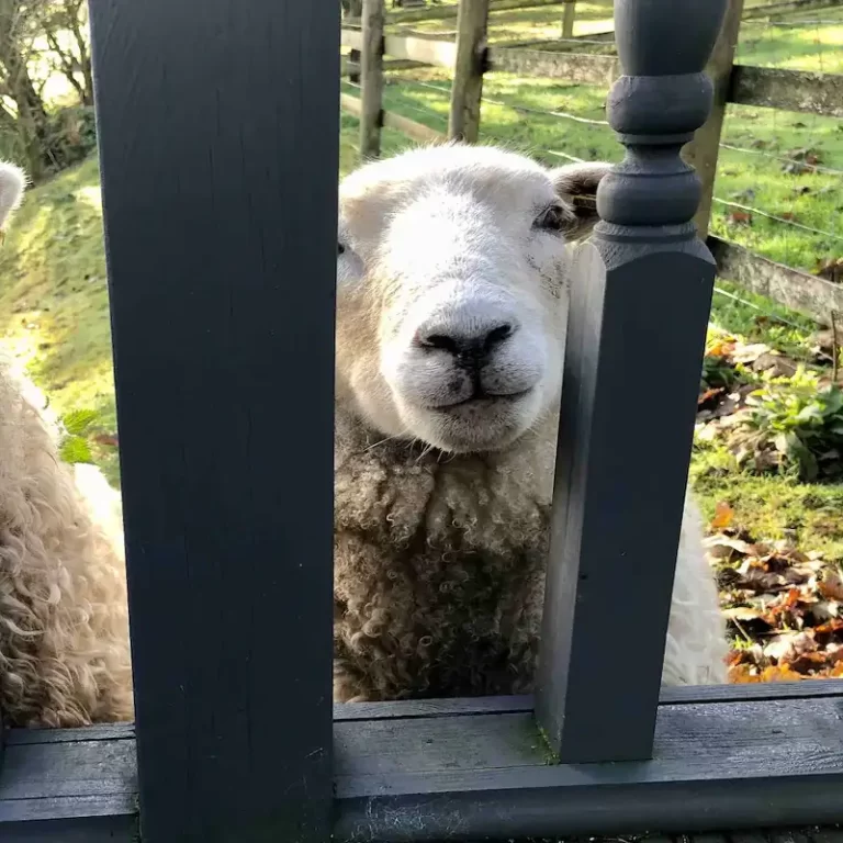 Boris our pet sheep looking through the fence at The Signal Box