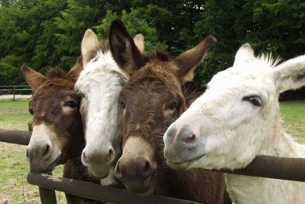 The Tamar Valley Donkey Park and Sanctuary