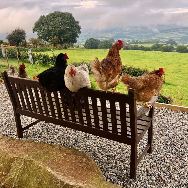 Our chickens taking in the view
