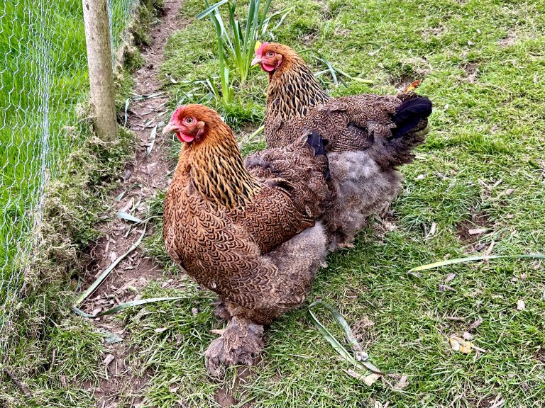 Ginger and Clementine our stunning Cochins
