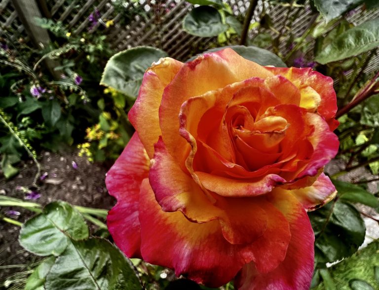 The Orient Express Rose - our garden had to have this one!